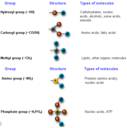 Describe structure of biological compounds, Biology